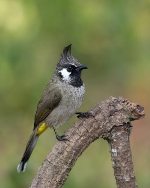Himalaya Bulbul (Pycnonotus leucogenys), Hindistan 'ın Uttarakhand kentindeki Sattal ormanlarında bir dala tünemiş beyaz yanaklı Bulbul olarak da bilinir..