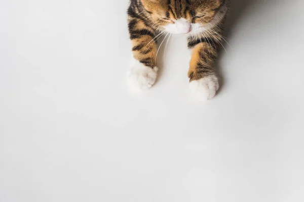 Little Cute Cat Legs Paw White Background Copy Space Text — Stock Photo, Image