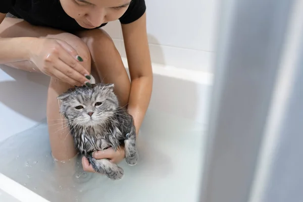 Aziatische Vrouw Baden Kat Bad Scottish Kat — Stockfoto