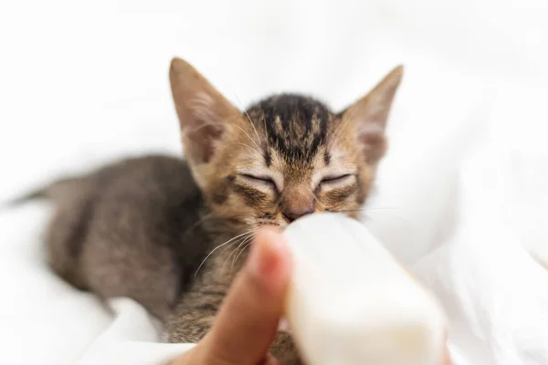Mensen Voeden Pasgeboren Schattig Kitten Kat Door Fles Melk Witte — Stockfoto