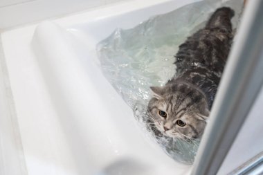 Küvette yüzen kedi, İskoç kedi.