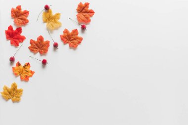 Akçaağaç yaprakları / yaprak kuru kırmızı renkler sonbaharda mevsimsel olarak beyaz zemin üzerinde fotokopi alanı ile birlikte. Düz çizgi
