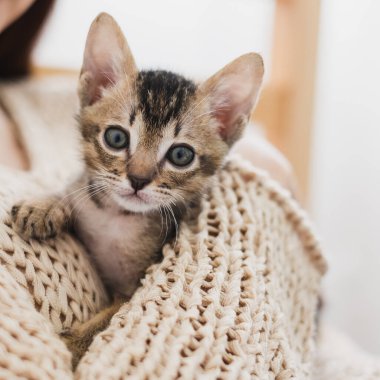 Şirin kedi yavrusu Siyam Tayland kedisi.