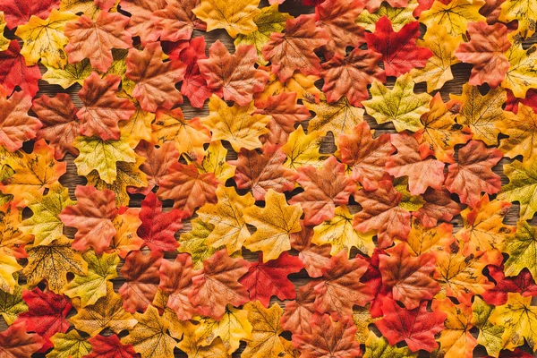 Maple Leaves Leaf Changing Color Green Red Fall Autumn Seasonal — Stock Photo, Image
