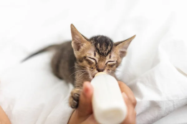 Pessoas Alimentando Recém Nascido Gatinho Bonito Por Garrafa Leite Sobre — Fotografia de Stock