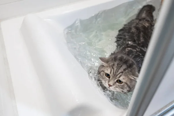 cat bathing swimming in bathtub, scottish cat