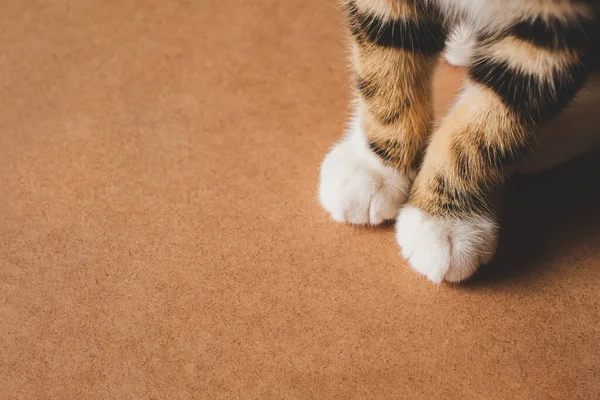 Kleine Schattige Kattenpoten Poot Houten Achtergrond Met Kopieerruimte Voor Tekst — Stockfoto