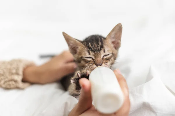Люди Кормят Новорожденных Милых Котят Бутылкой Молока Над Белым Мягким — стоковое фото