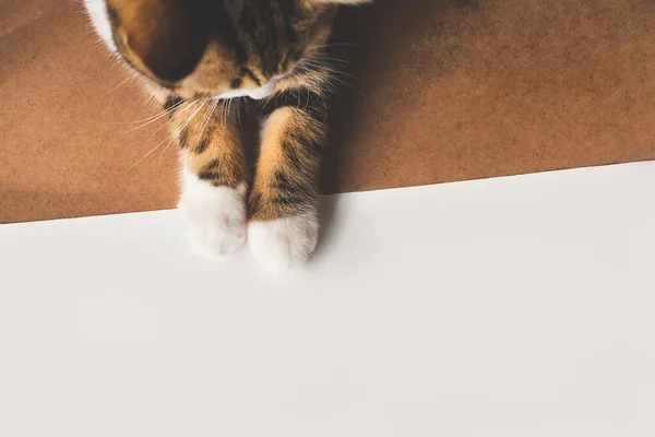 Kleine Schattige Kat Benen Poot Witte Achtergrond Met Kopieerruimte Voor — Stockfoto