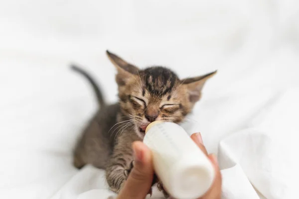 Les Gens Nourrissant Chaton Mignon Nouveau Chat Par Bouteille Lait — Photo