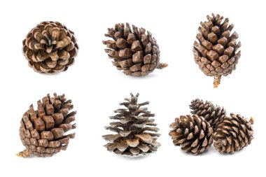 Beyaz arkaplanda çam kozalağı izole