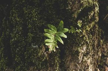 Vintage yaprak ve ağaç kabuğu üzerinde yosun