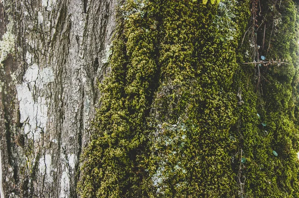 Ağaç kabuğu üzerinde Vintage yosun