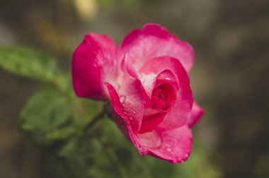 GÜLNİHAL su damlaları ile kırmızı gül