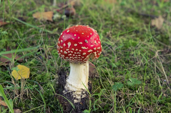 Amanita Muscaria - Red poisonous mushroom with white dots in the forest