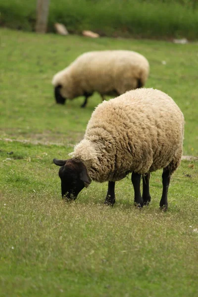 Otlakta otlayan koyunlar