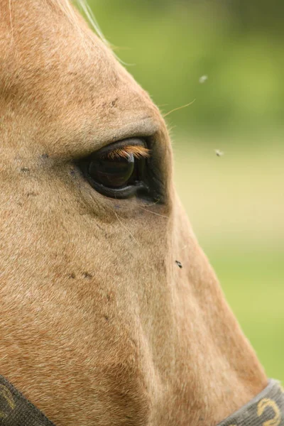 Horse Eye Detail Meadow — Stock Photo, Image