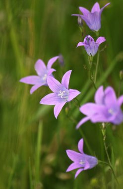 Çayırda mor çiçekler