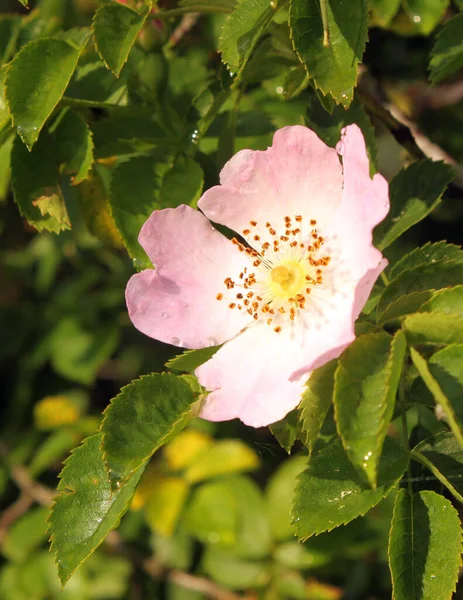 One Wild Rose Flower — Stock Photo, Image