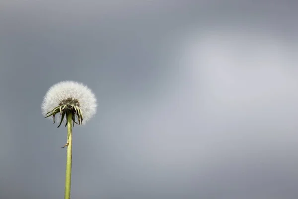 Bloeiende Paardebloem Een Grijze Achtergrond — Stockfoto