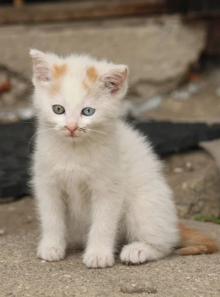 Small Cat Floor — Stock Photo, Image