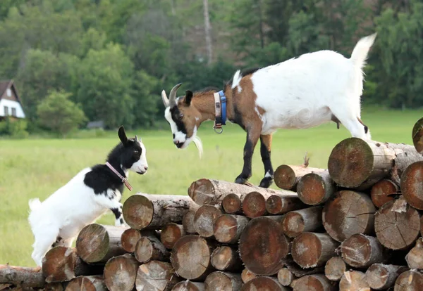 Zwei Ziegen Auf Einem Holzstapel — Stockfoto