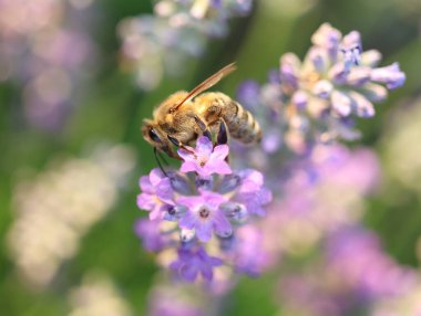 Çiçek desenli lavanta.