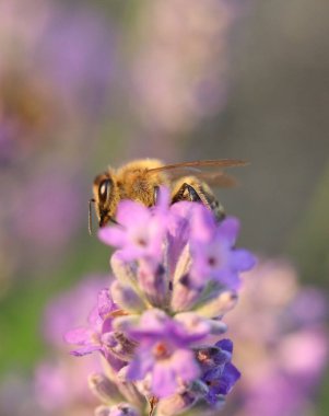 Çiçek desenli lavanta.