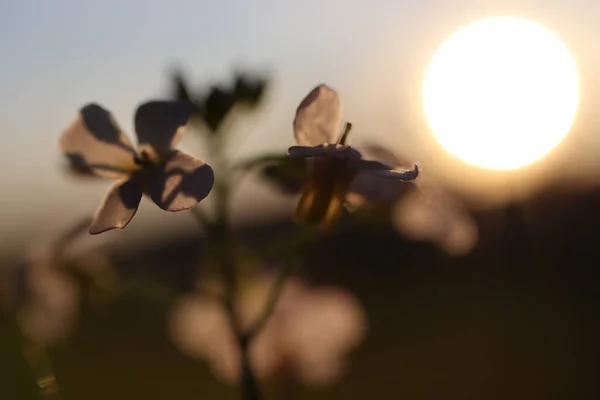 日没時に牧草地に咲く花 — ストック写真