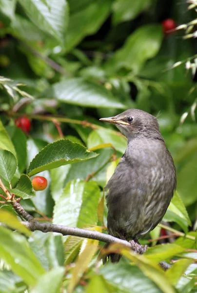 Estornino Una Rama Cerezas — Foto de Stock