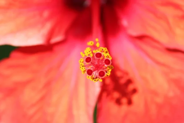 Primer Plano Del Hibisco Rojo — Foto de Stock