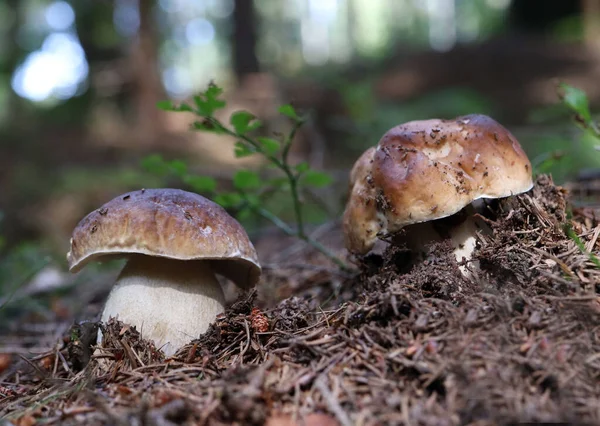 Ormanda Iki Mantar — Stok fotoğraf