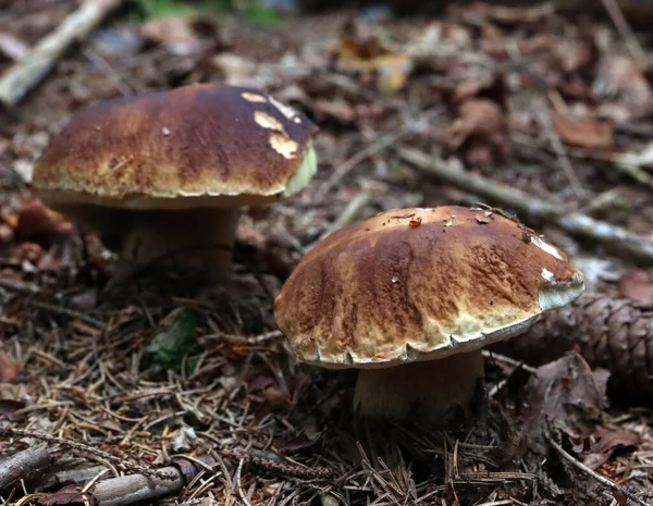 Dos Setas Bosque — Foto de Stock