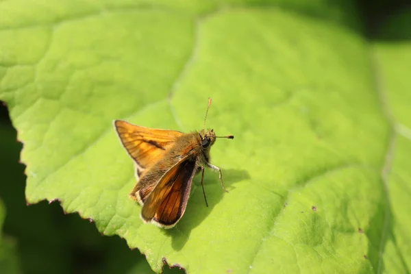 Маленькая Бабочка Листе — стоковое фото