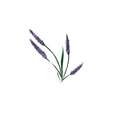  Beyaz arka planda bulunan lavanta çiçekleri. Güzel mor çiçekler. Provanlar