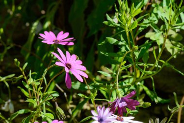 Malaga Alcazaba içinde büyüyen güzel yabani çiçekler
