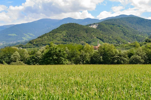 Alpler bir yeşil buğday alanında peyzaj