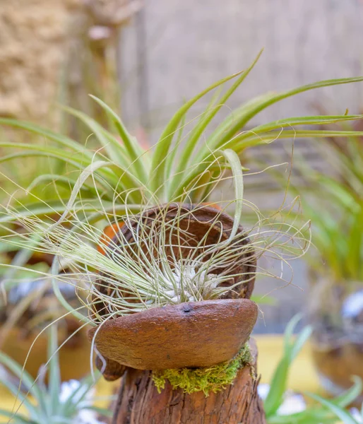 Ładny Skład Tillandsia Gatunków Zimozielonych Wieloletnich Roślin Okrytonasiennych Rodziny Bromeliowatych — Zdjęcie stockowe