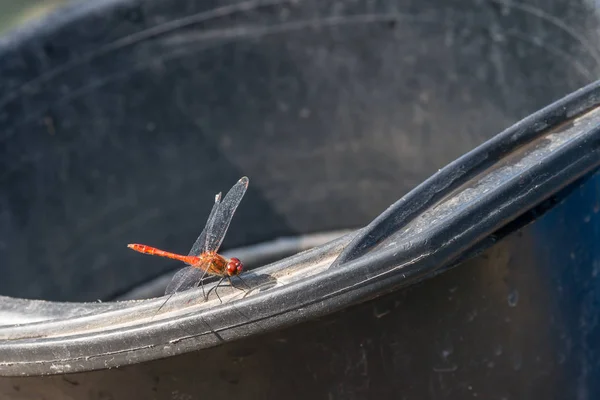 Une Belle Libellule Rouge Prenant Soleil Sur Seau Noir — Photo