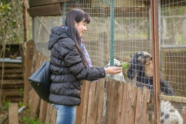 Güzel kız ızgaradan bir keçi besleme