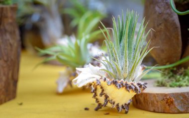 güzel tillandsia, Aile ananasgiller, ormanlar, dağlar ve çöller Merkezi ve Güney Amerika, yaprak dökmeyen, çok yıllık çiçekli bitkilerde tür bileşimi Birleşik Devletleri ve Batı Hint Adaları ve Güney Amerika.