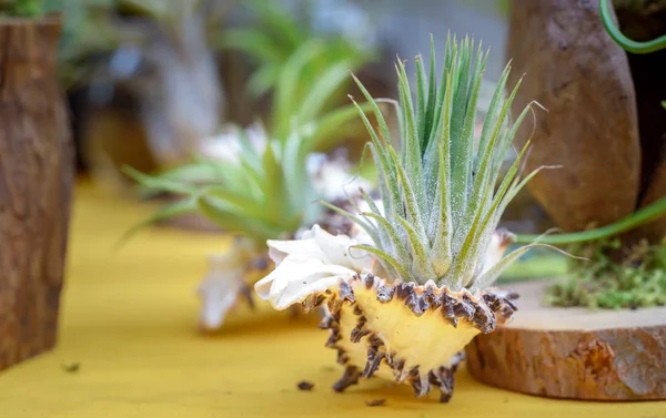 Bonita Composición Tillandsia Especie Plantas Perennes Con Flores Perennes Familia —  Fotos de Stock