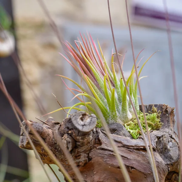 Ładny Skład Tillandsia Gatunków Zimozielonych Wieloletnich Roślin Okrytonasiennych Rodziny Bromeliowatych — Zdjęcie stockowe