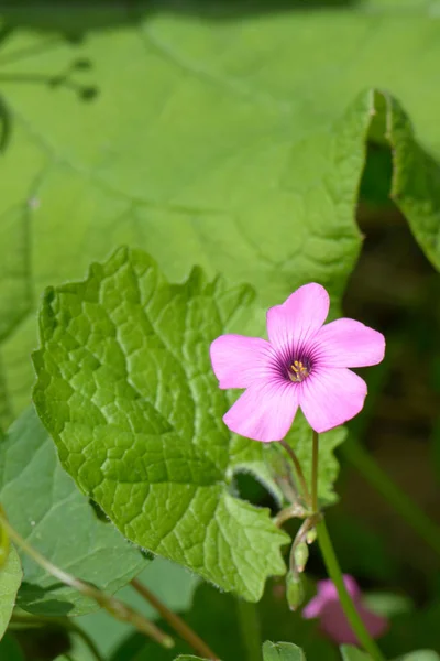 Fiore viola — Foto Stock