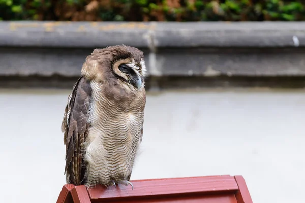 Potret burung hantu dari kayu cokelat — Stok Foto