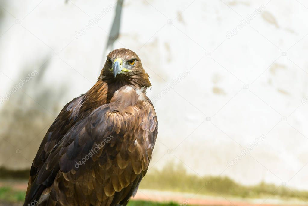 Wonderfull Eagle Portrait