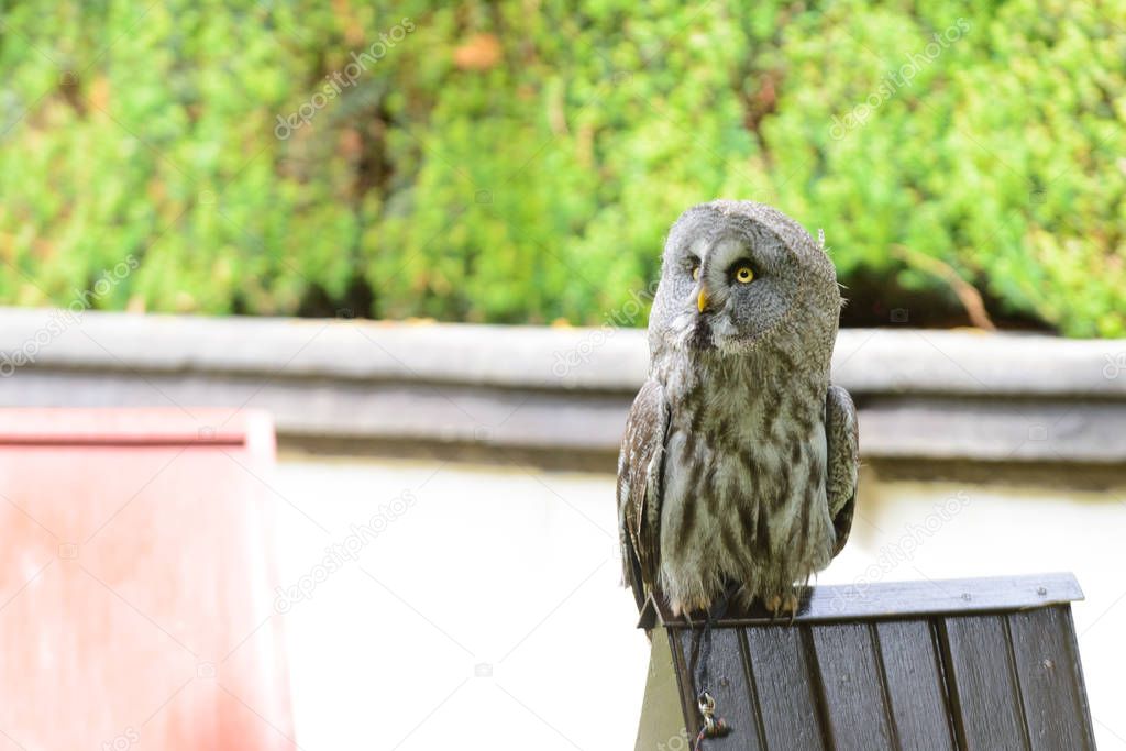 Tawny owl  portrait