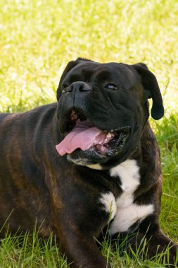 Deutscher boxer köpek