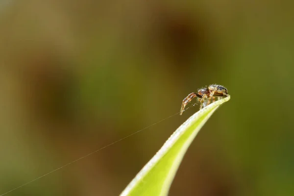 Spinne auf Blatt — Stockfoto