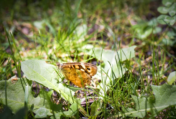 Schmetterling auf Blatt — Stockfoto